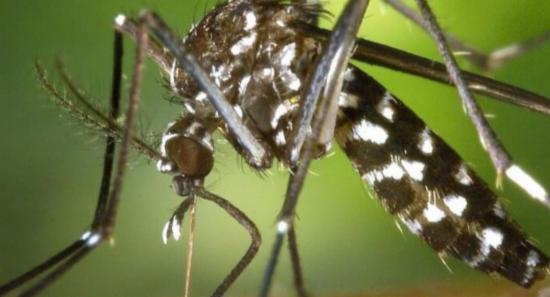 SL Dengue Cases Surge Past 65,000